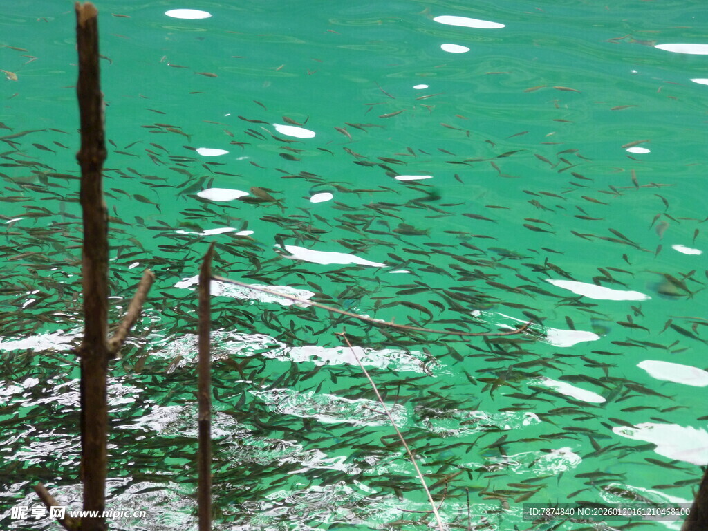 水下绿植与波光粼粼景象