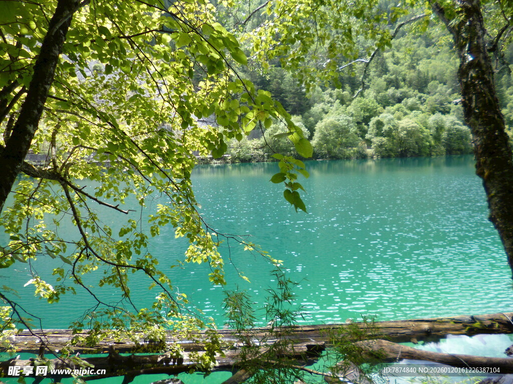 湖畔绿荫下的清幽美景