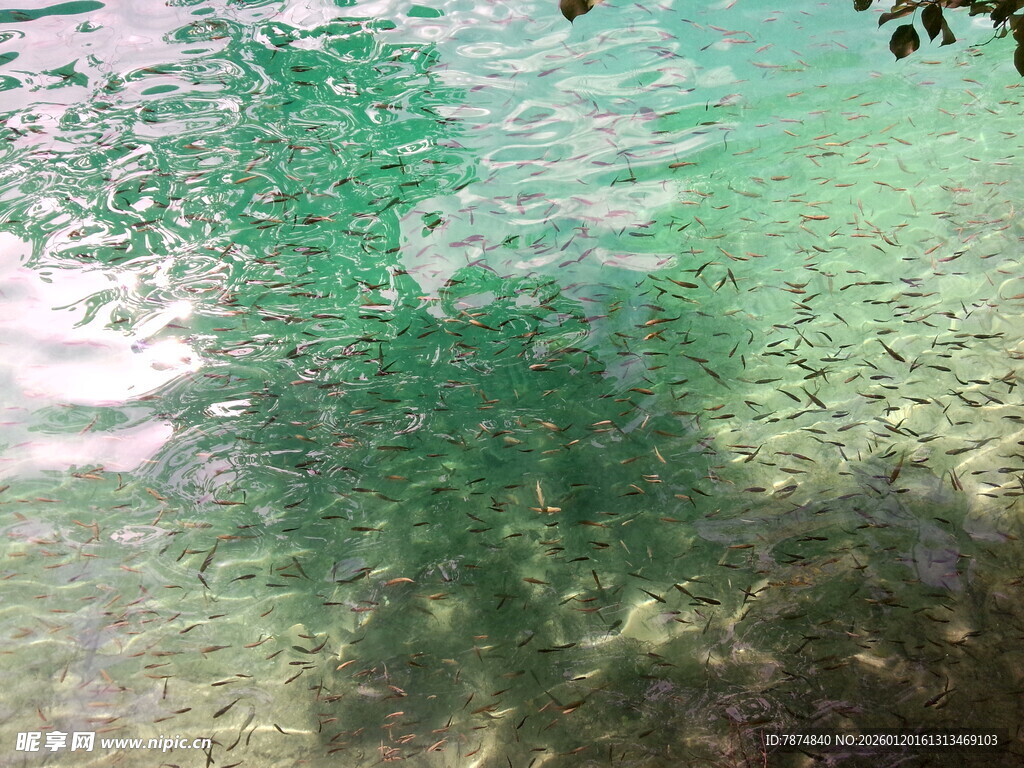 清澈水底的光影与绿植