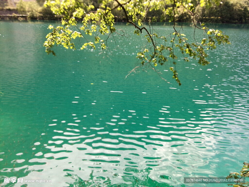 清澈绿水与枝头绿叶