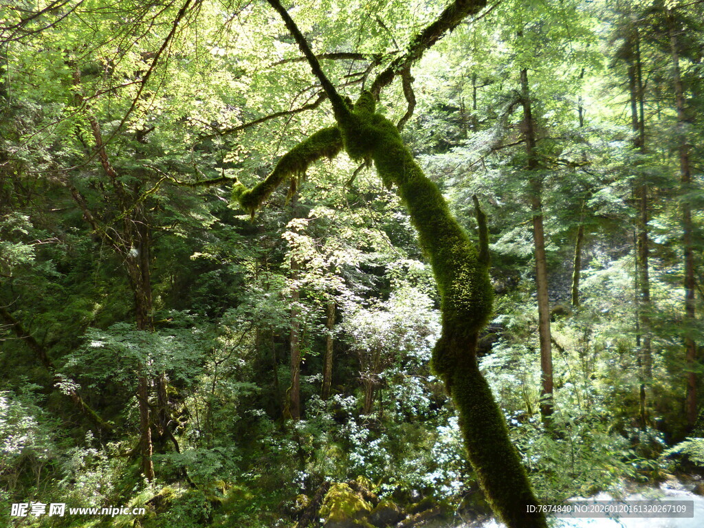 茂密森林中的弯曲树木