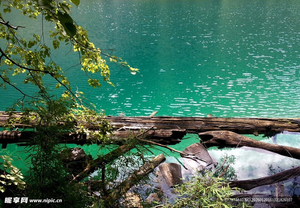 山间绿水旁横卧的枯木