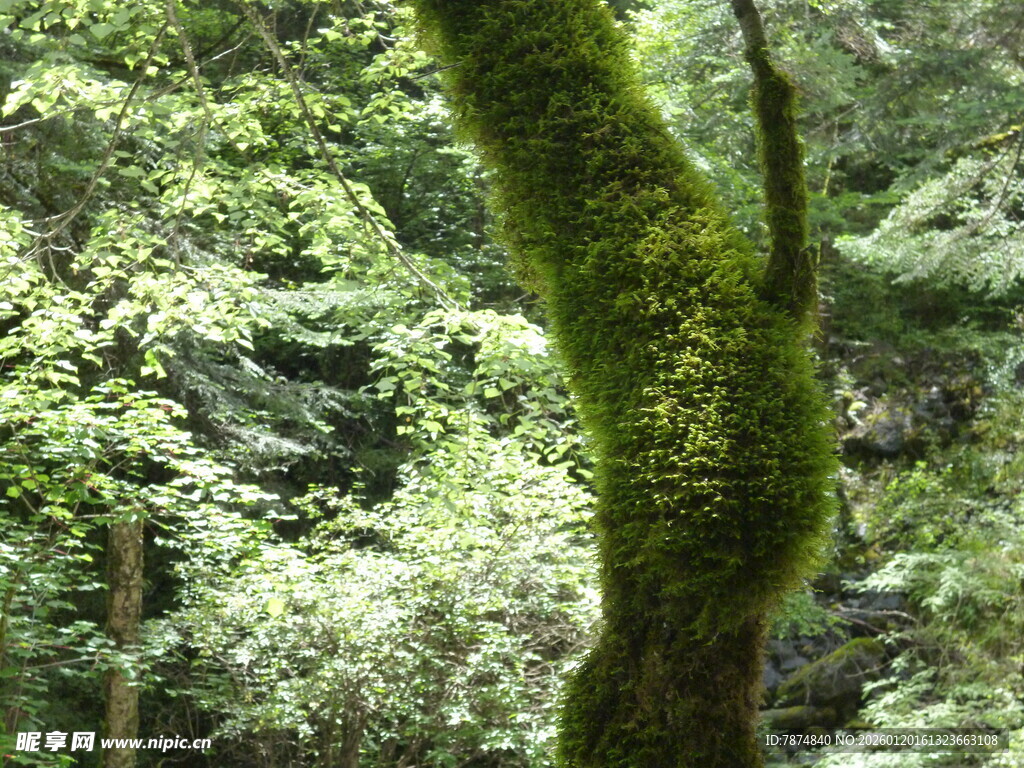 森林中长满青苔的树干