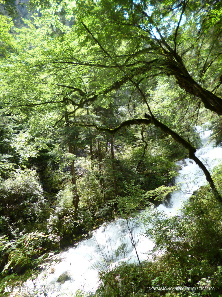 山林间的潺潺溪流