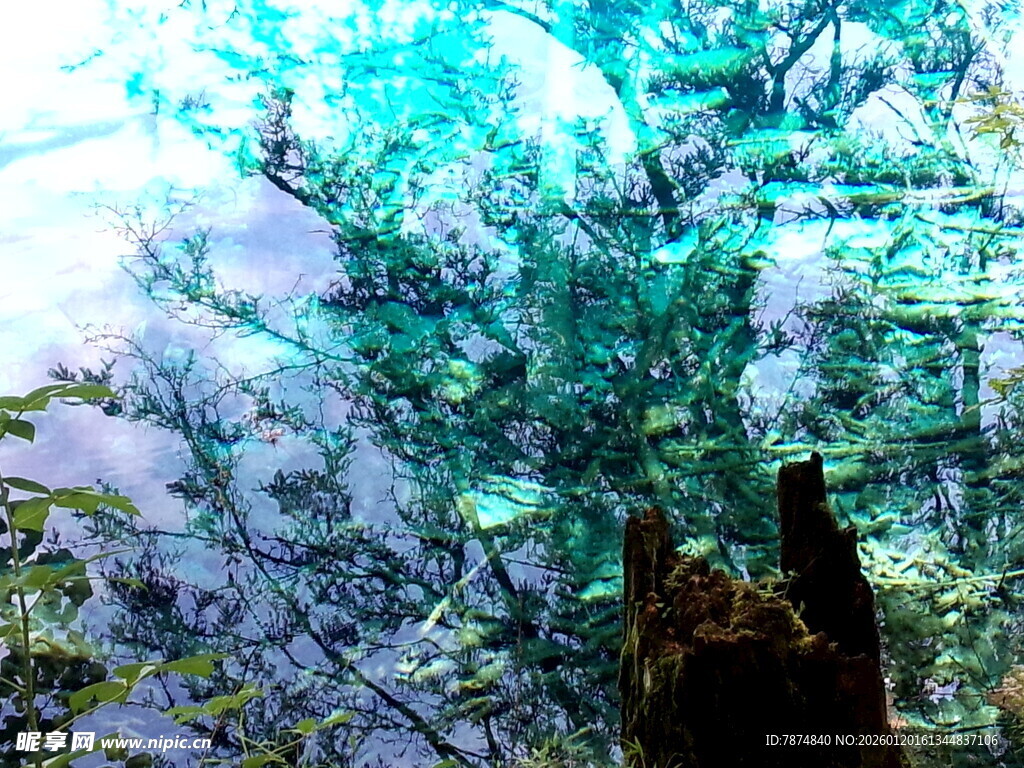 水下奇幻景观 神秘植物