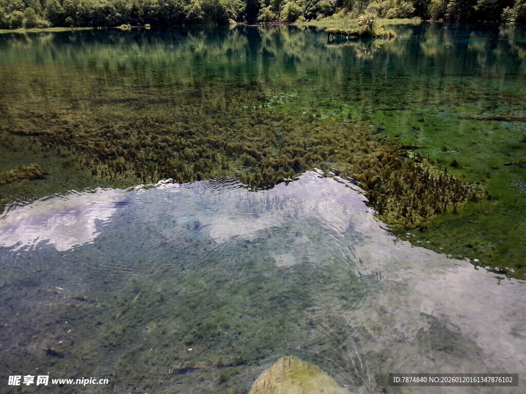 清澈水底的沙石与绿植