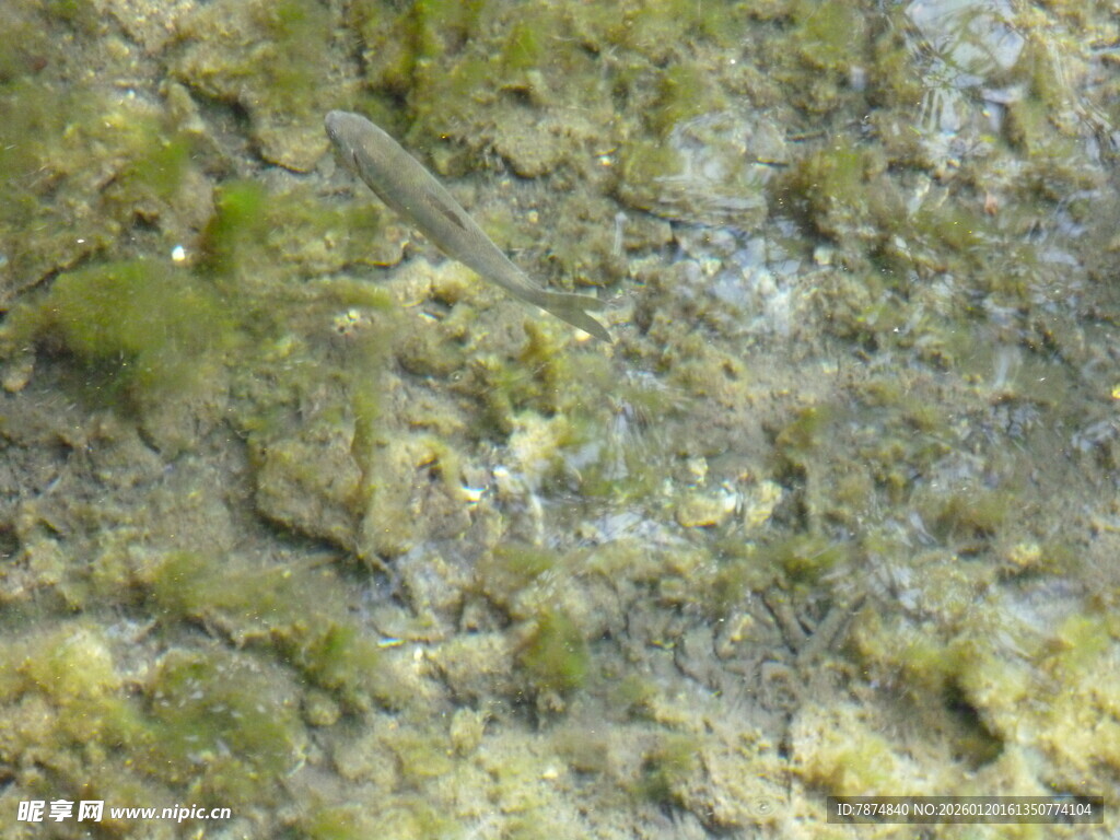 岩石上的绿色苔藓景观