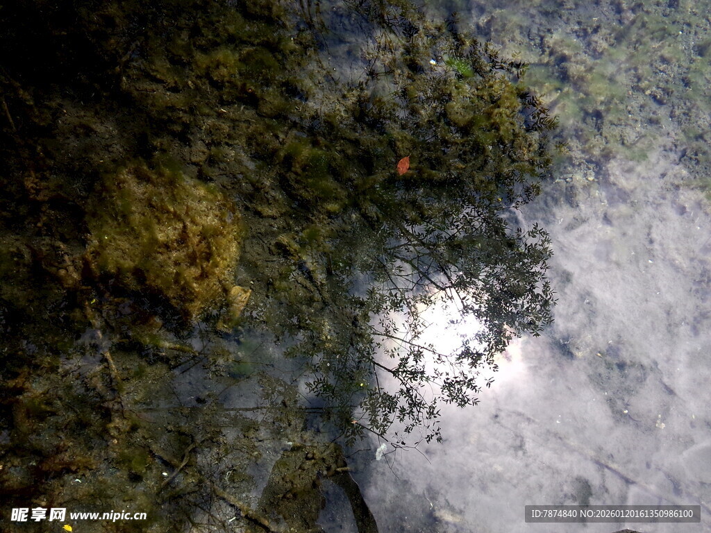 水中树影倒映自然景象