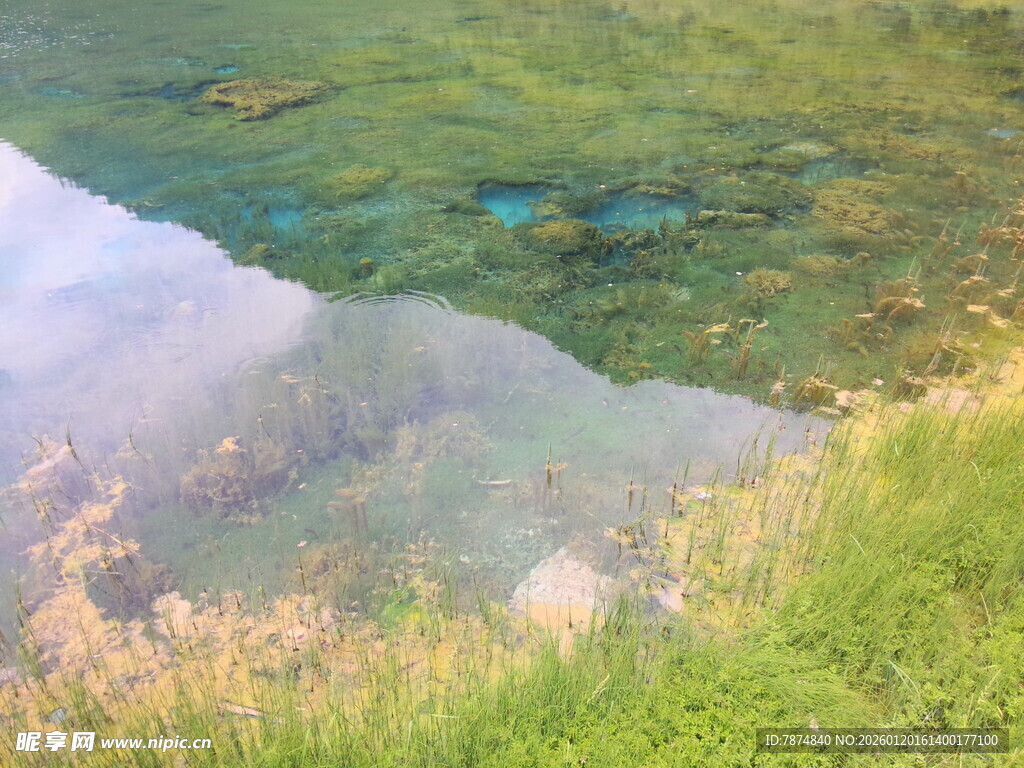 清澈水边的翠绿草地