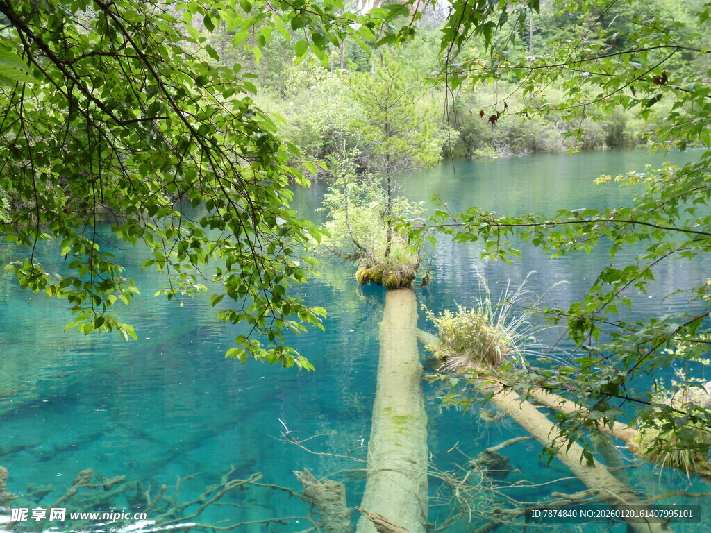 清澈蓝湖旁的林间景象