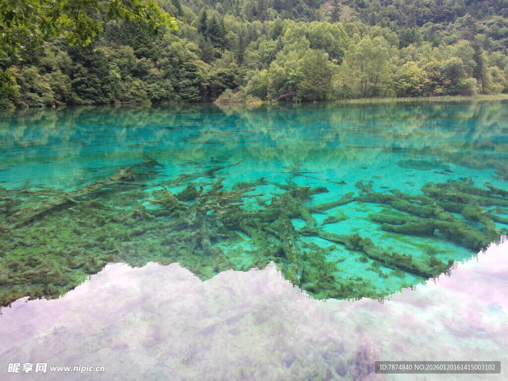 清澈碧绿的水下森林景观
