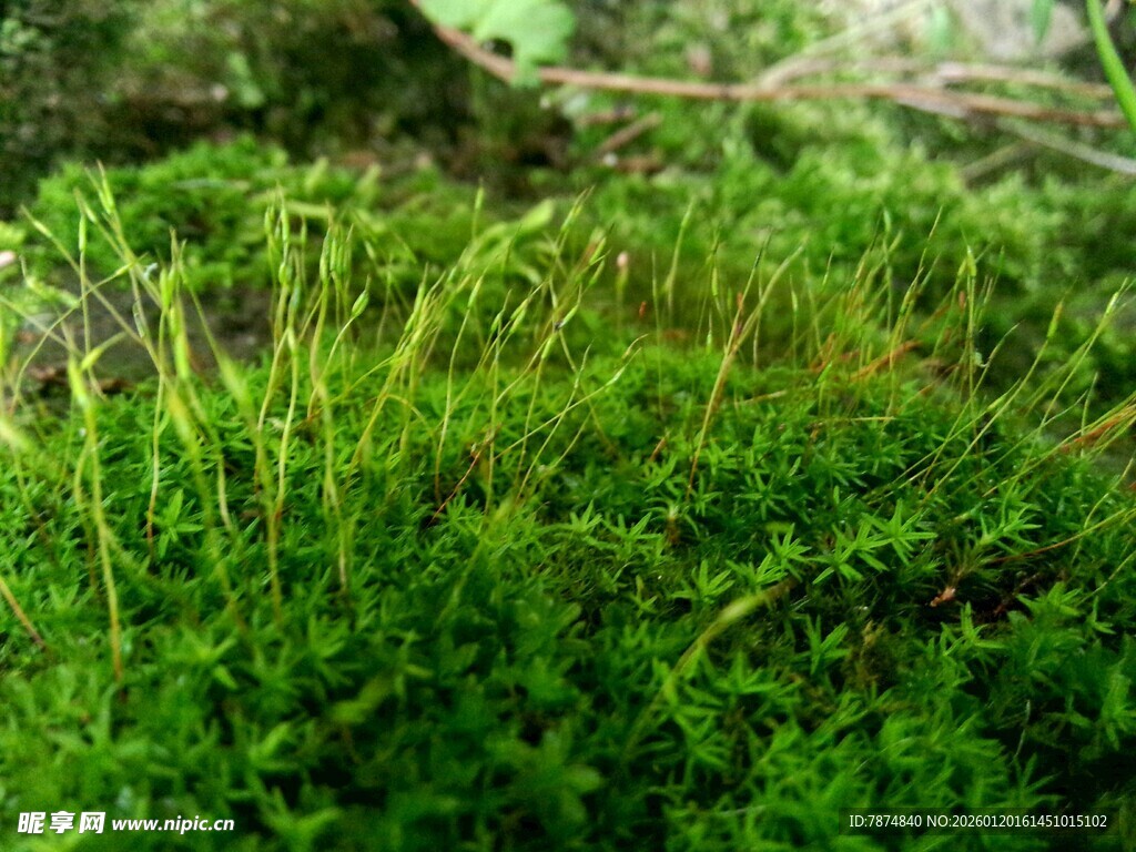 翠绿生机的蓬勃苔藓植物