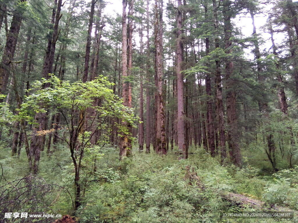 茂密森林中的绿意景致