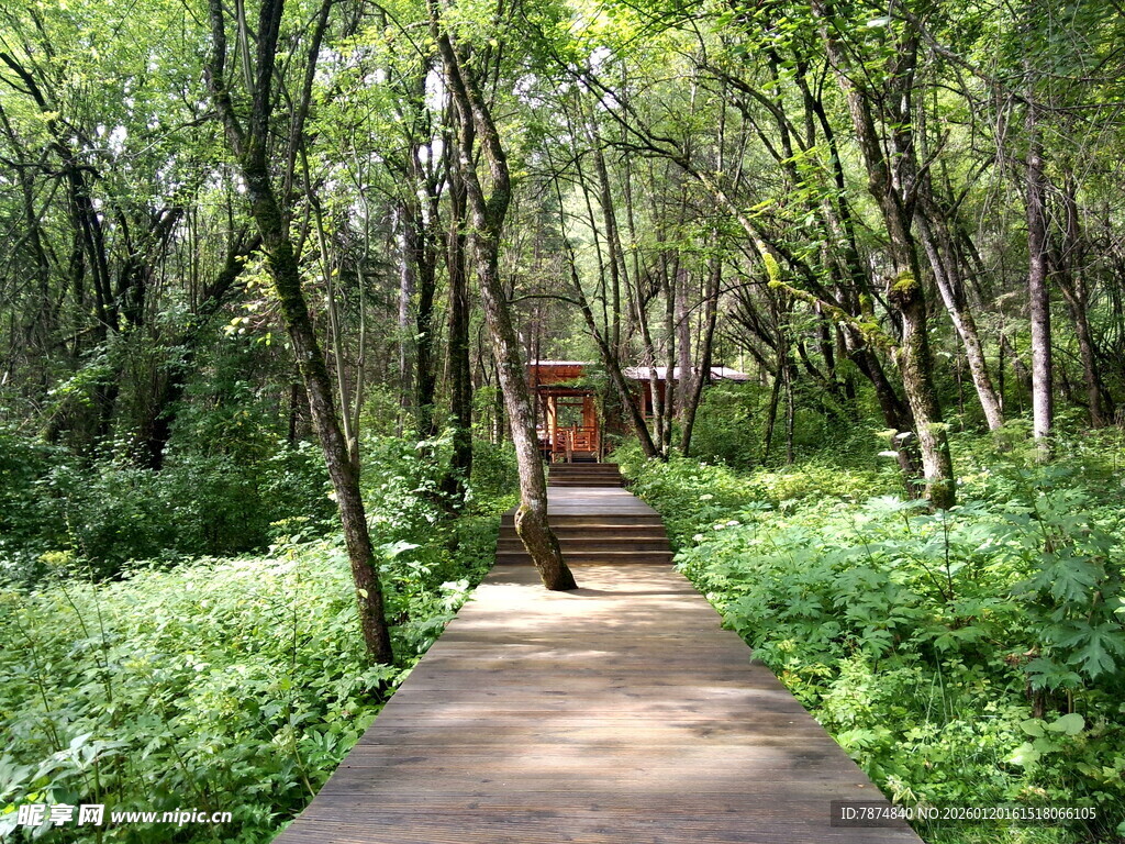 林间小径 漫步自然之境