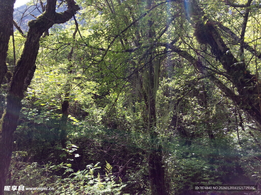 林间光影下的繁茂树木