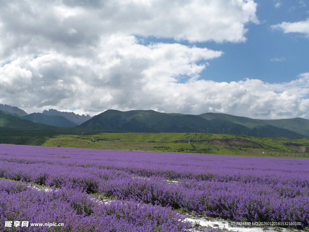 紫色薰衣草田与远山美景