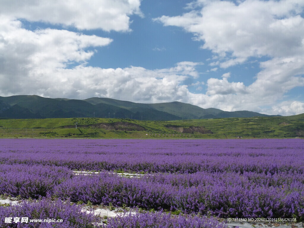 紫色薰衣草田 蓝天白云景