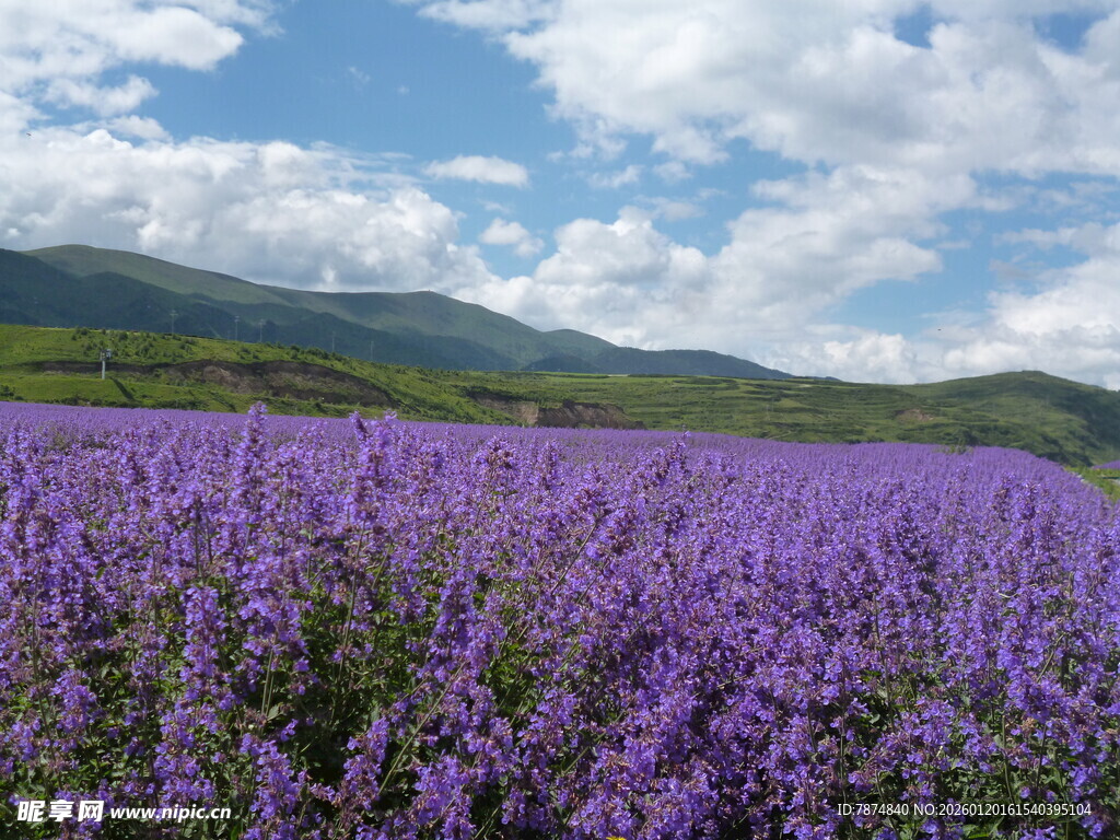 紫色薰衣草花海田园风光