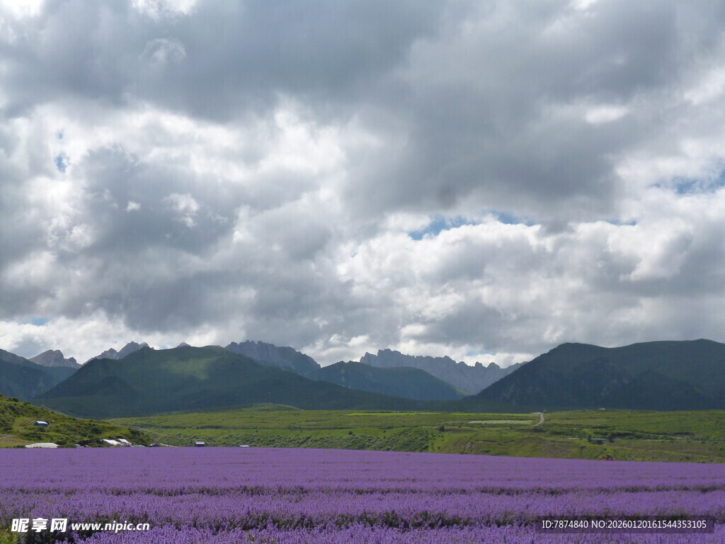 紫色薰衣草田与远山云雾