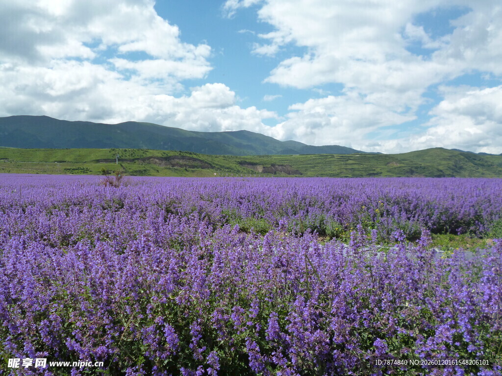 紫色薰衣草花海美景