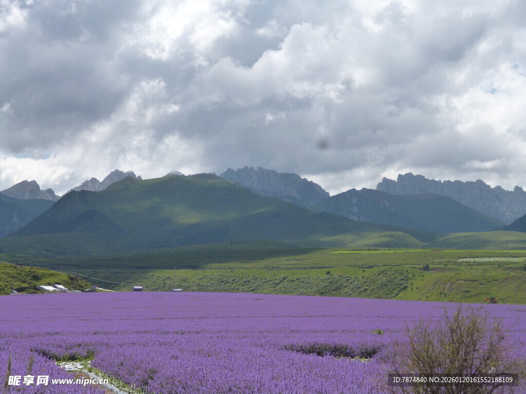 紫色花海与远山美景