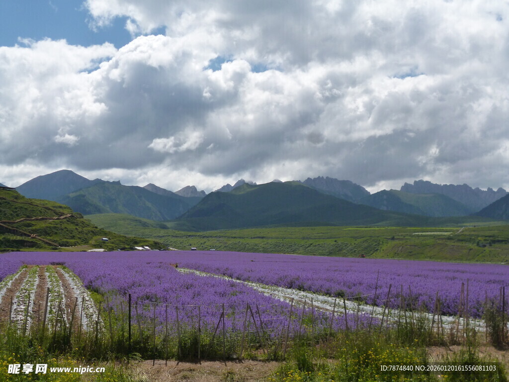紫色花海与远山美景
