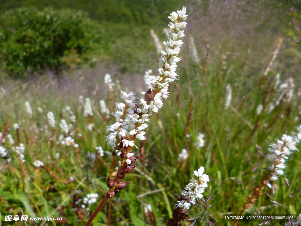 野外绽放的白色小花