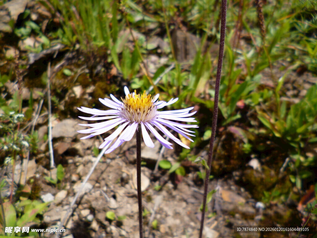 野外绽放的美丽紫菀花