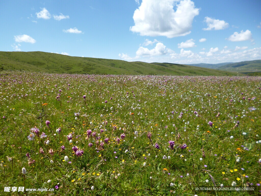 草原花海美景