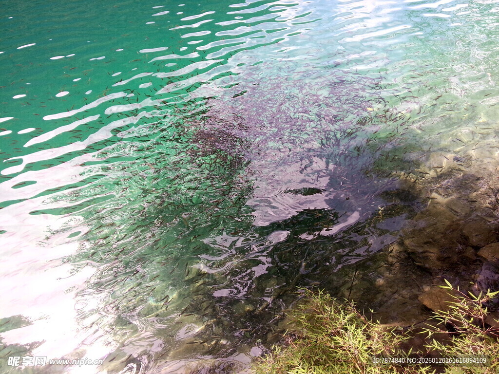 清澈湖水中的斑斓水底世界