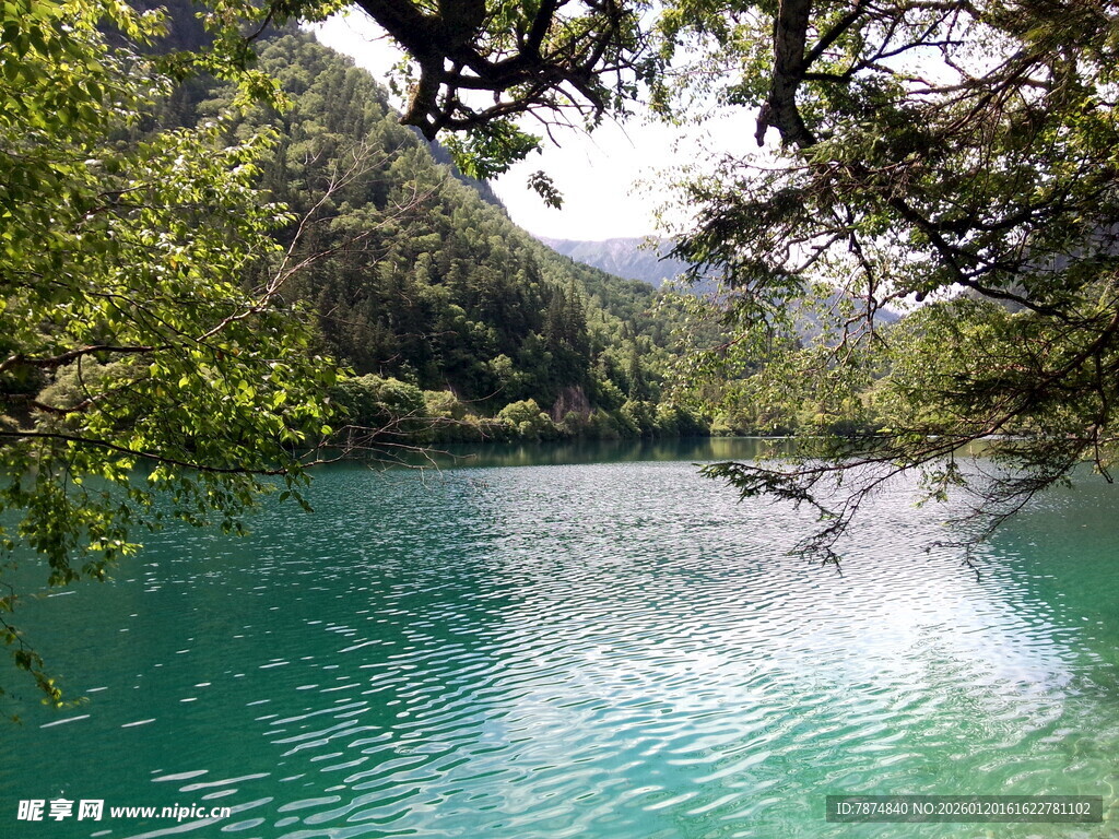 碧绿湖水与繁茂林木之景