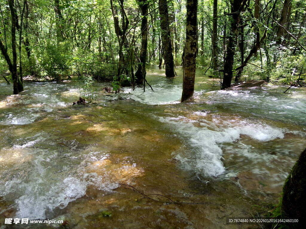林间潺潺溪流 自然美景