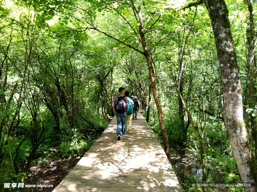林间小道上的徒步旅行者