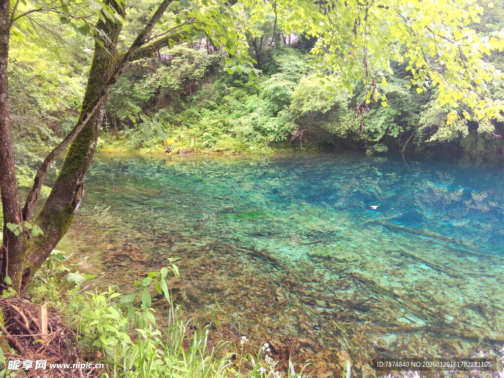 清澈幽潭边的葱郁景致