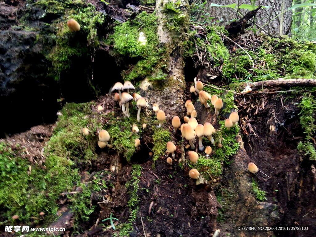 森林中生长的多彩蘑菇