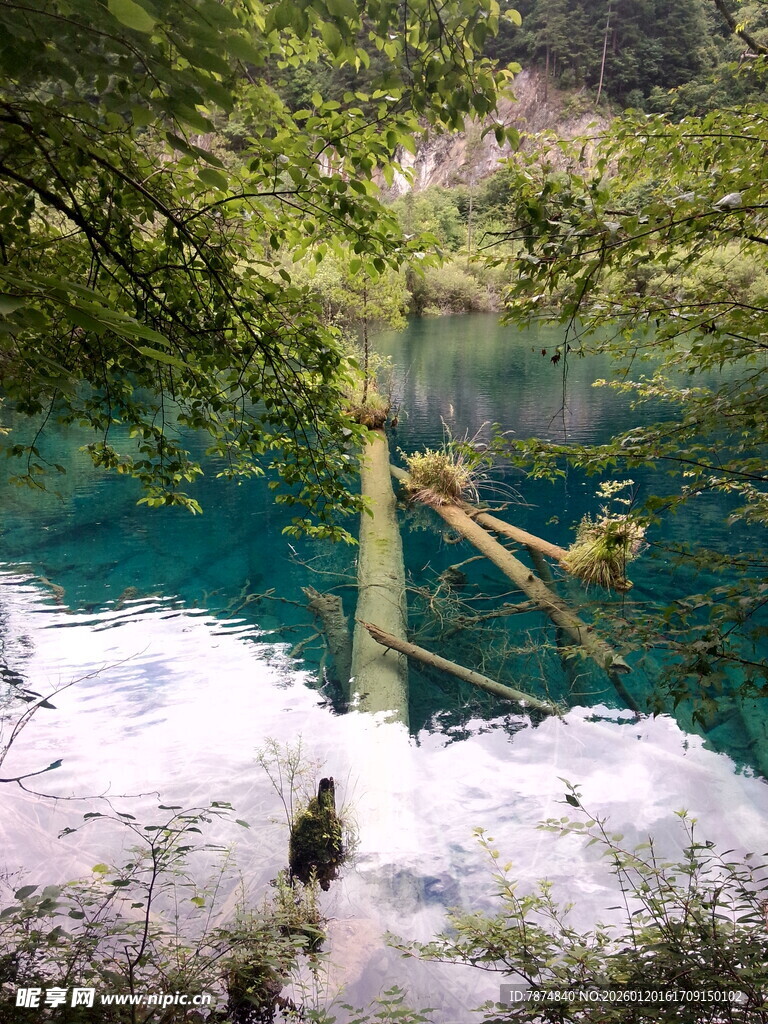 湖畔雪景中的翠绿枝叶