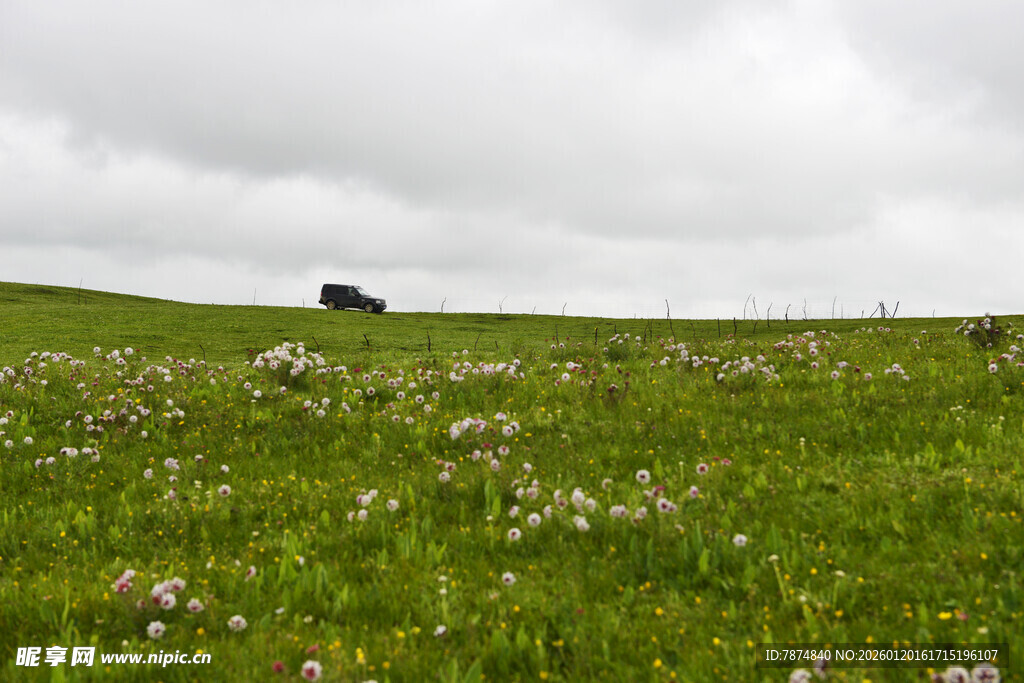 草原花海中的孤独车辆