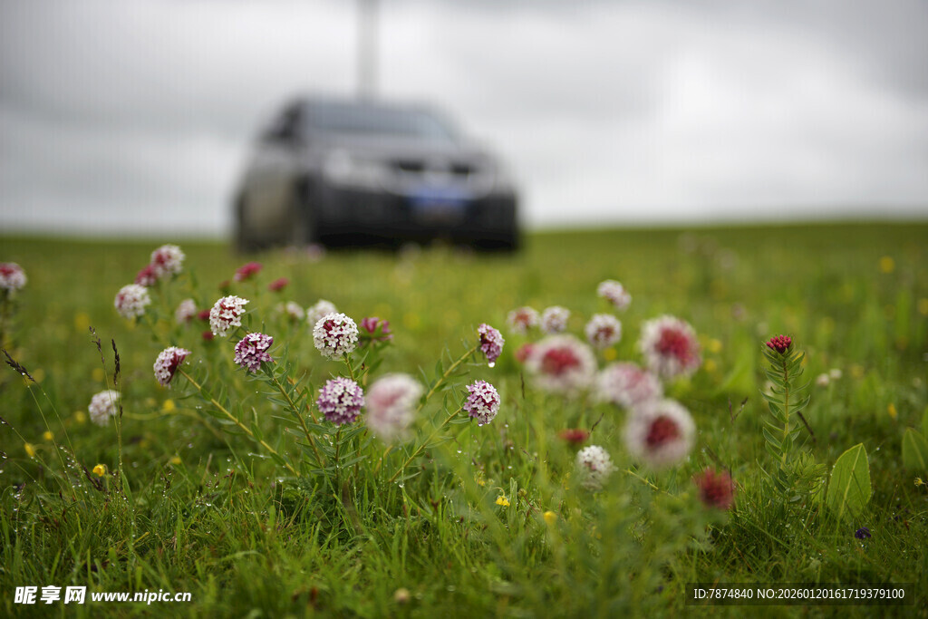 草地繁花旁的汽车