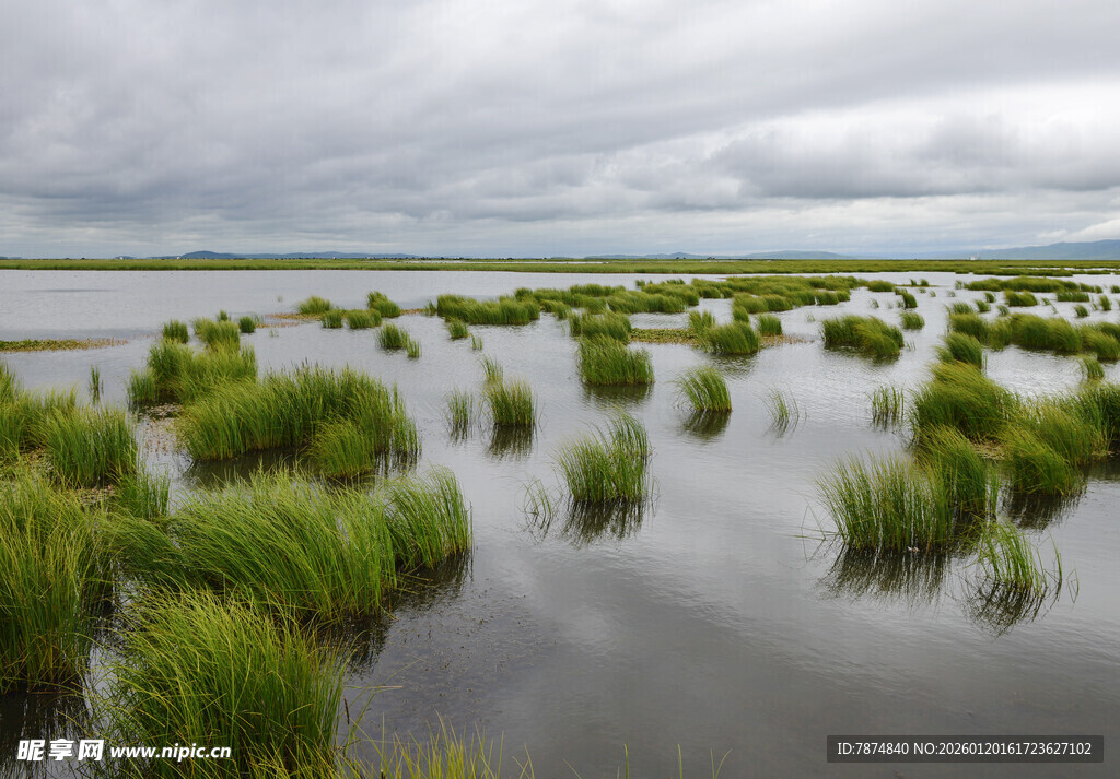湿地风光 水草繁茂的水域