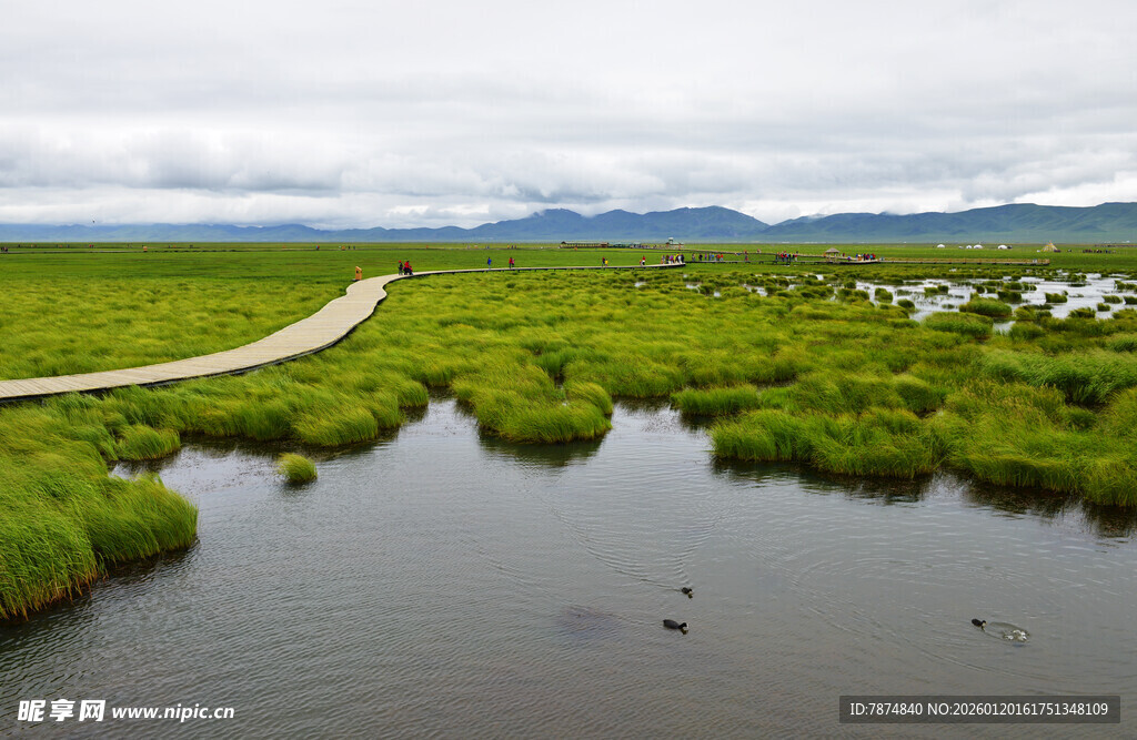湿地风光中的蜿蜒小路