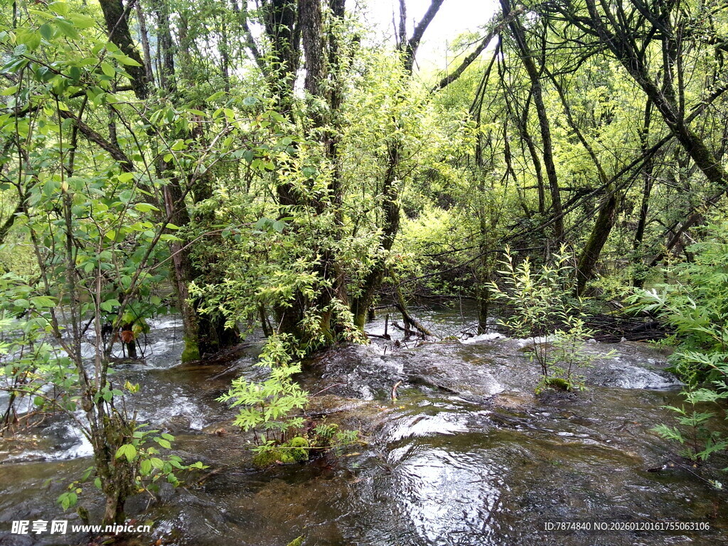 林间潺潺溪流的自然景致