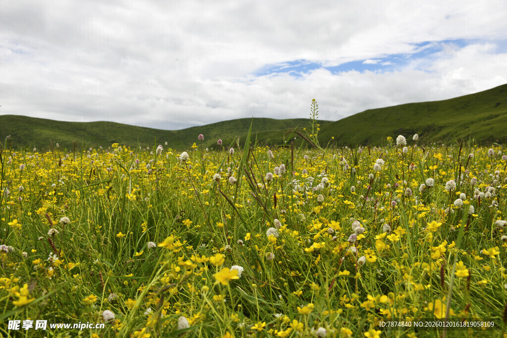 草原花海 自然美景如画