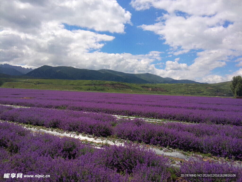 紫色薰衣草田的梦幻风光
