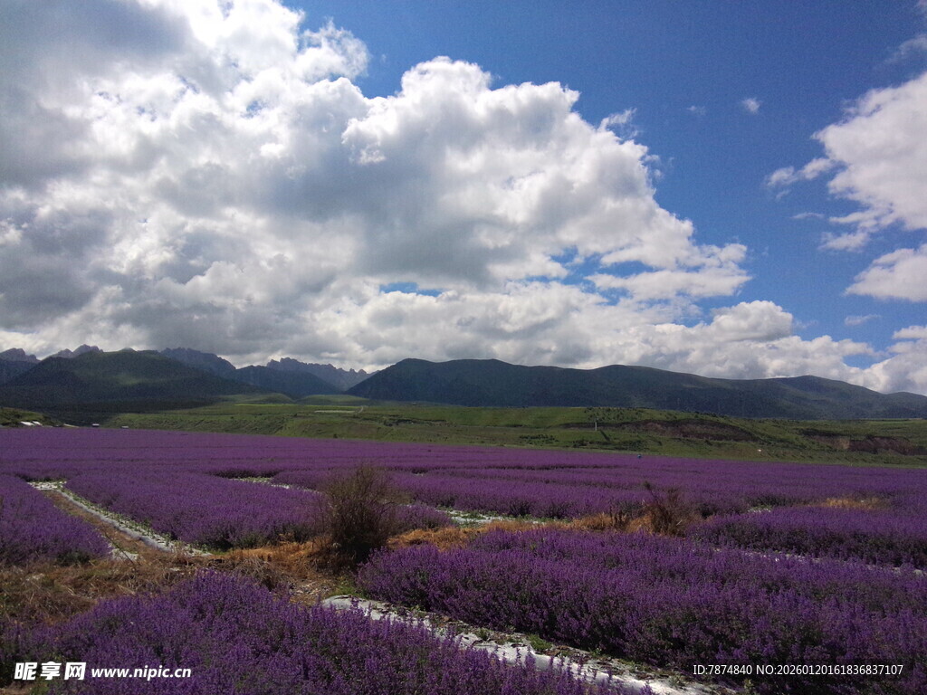 紫色薰衣草花海田园风光