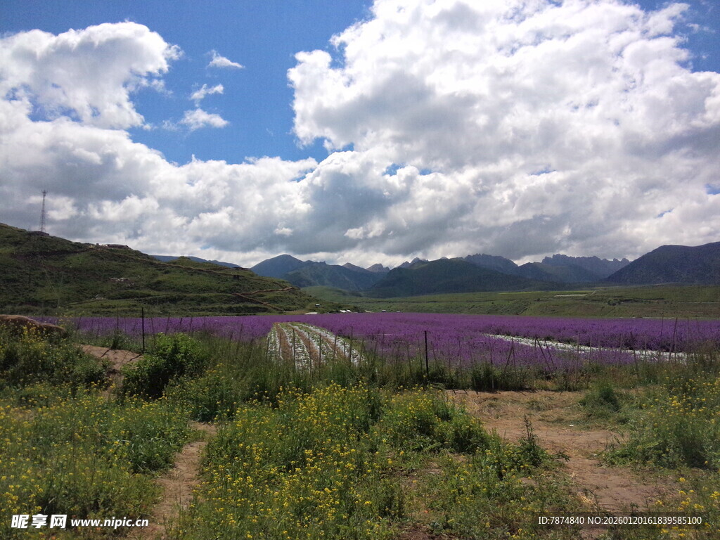 紫色花海与远山蓝天美景