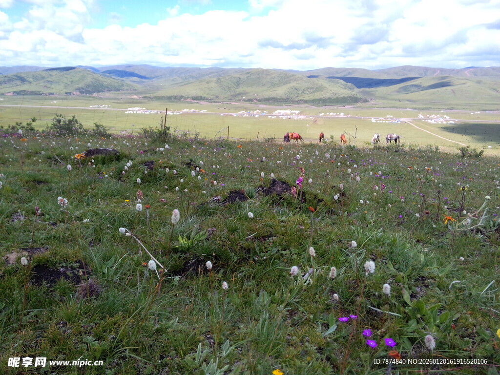 草原繁花美景