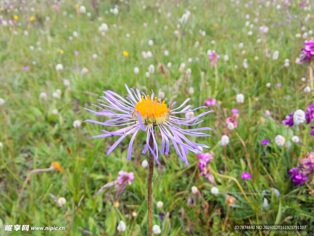 草原上绽放的美丽紫花