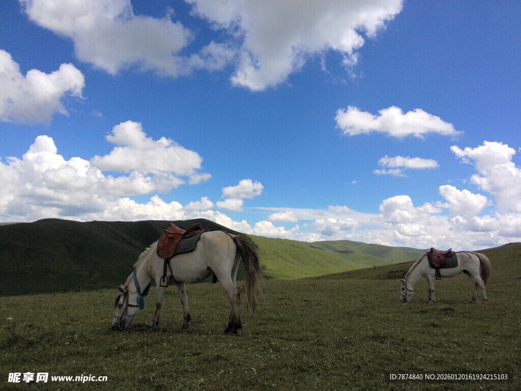 草原上悠闲吃草的两匹马