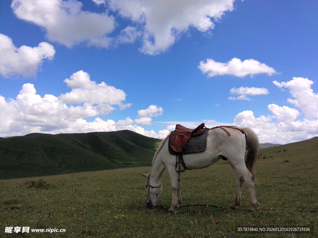 草原上的白马