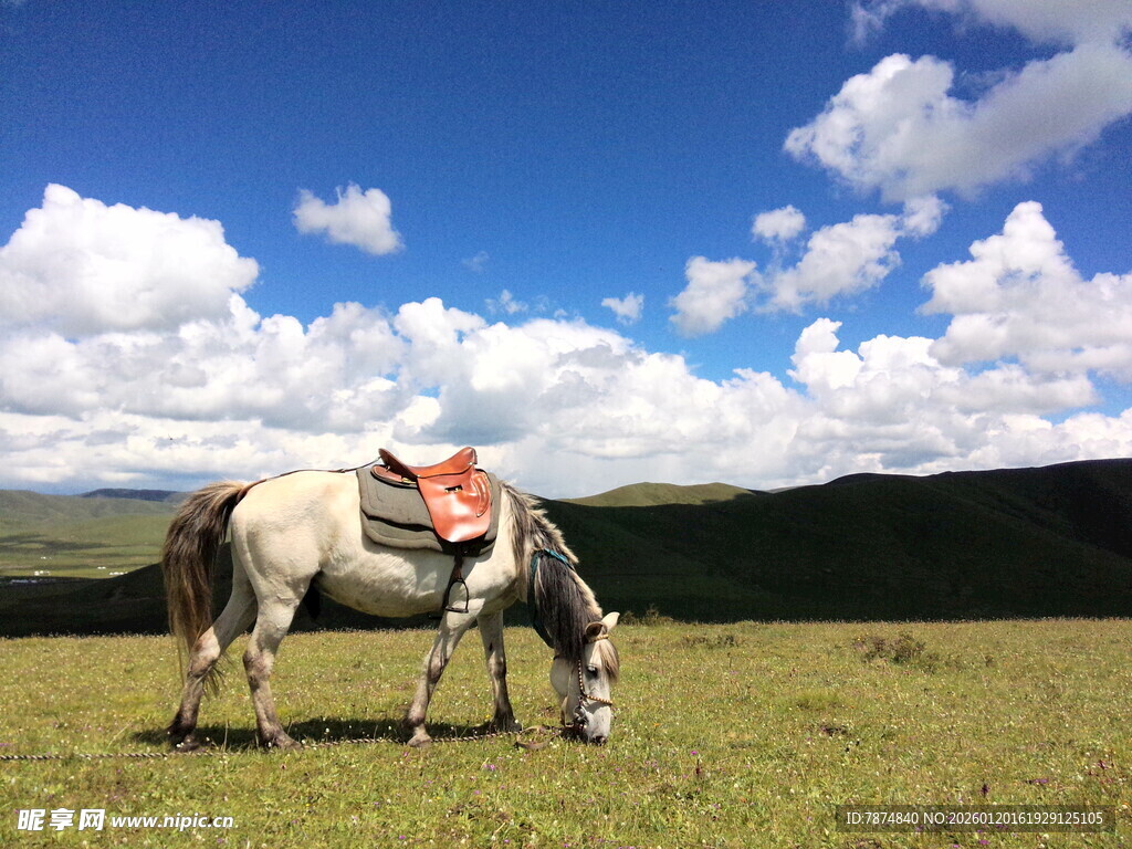 草原上低头吃草的骏马